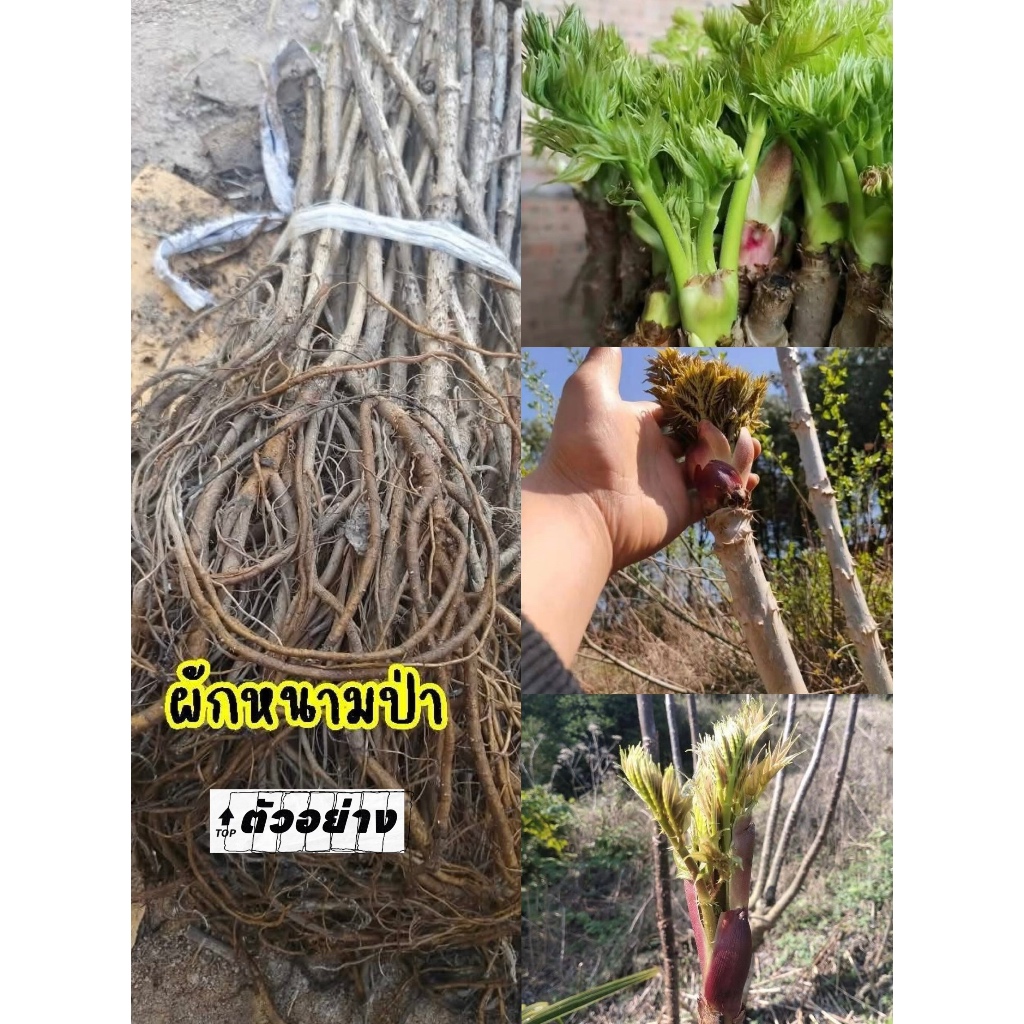 (รับ1ต้น)(แบบล้างราก) ผักหวานป่า ผักหนามเกาหลี 🏡ไม้จีนนำเข้า