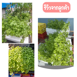 ชุดใหญ่ปลูกผักชี คื่นฉ่าย ชุดปลูกผักชี คื่นฉ่าย ไฮโดรโปนิกส์ (ชุดกล่อง 3 ใบ)