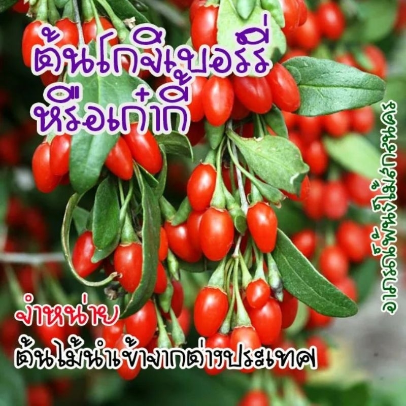 ต้นโกจิเบอร์รี่ goji berry หรือเก๋ากี้ ต้นไม้นำเข้า เป็นพืชพื้นเมืองของประเทศจีน