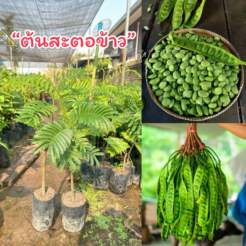 ต้นสะตอข้าว*ติดตา* (2ต้น)