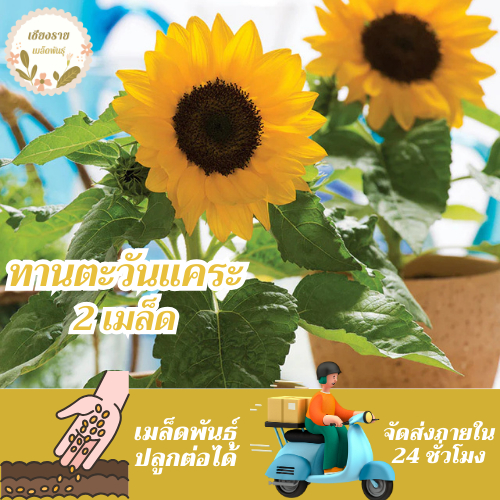 เมล็ดพันธุ์ ทานตะวันแคระ 2 เมล็ด Big Smile Sunflower Seed เมล็ดพันธุ์แท้100% นำเข้าจากต่างประเทศ ปลูกผัก สวนครัว ถูกดี