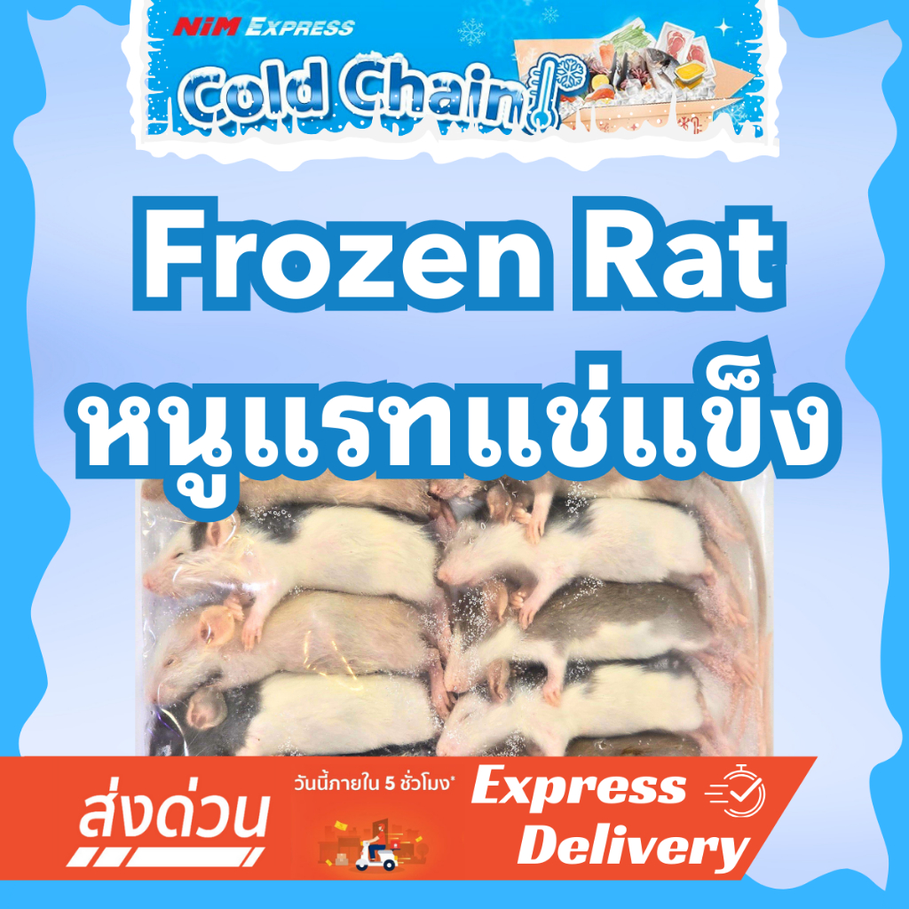 [ส่งทันที] หนูแรทแช่แข็ง หนูแช่แข็ง หนูเหยื่อ Frozen Rat รวมไซส์ SS-XL (Rat SS-XL) แพ็ค 10 ตัว