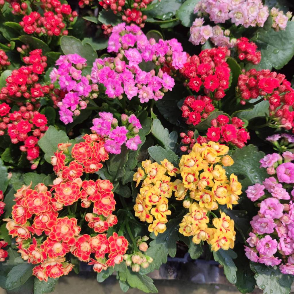 กุหลาบหินดอกซ้อน ดอกสีทูโทน และสีเดี่ยว เลี้ยงง่าย ดอกสีสด Kalanchoe
