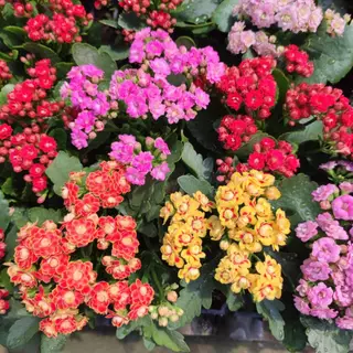 กุหลาบหินดอกซ้อน ดอกสีทูโทน และสีเดี่ยว เลี้ยงง่าย ดอกสีสด Kalanchoe