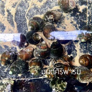 แร่ธาตุหอยขมยักษ์รัตนะ สูตรเข้มข้นเร่งการโต ลดการตาย แก้ปัญหาเปลือกผุ