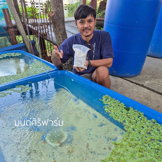 แร่ธาตุหอยขมยักษ์รัตนะ สูตรเข้มข้นเร่งการโต ลดการตาย แก้ปัญหาเปลือกผุ