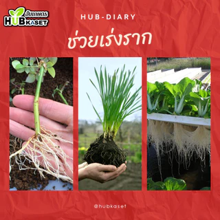 แซดซีแบล็ค 1ลิตร (แมกนีเซียม+แคลเซียม) สูตรเข้มข้น ฟื้นฟูต้น เร่งด่วน แตกรากแตกใบ เร่งเขียว