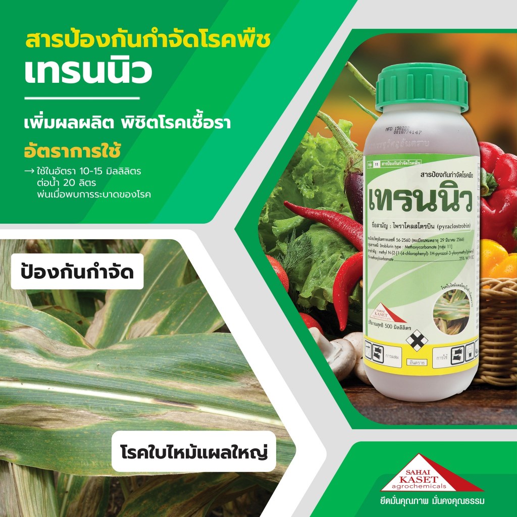 เทรนนิว 500 ซีซี (ตัวเดียวกับเฮดไลน์) สารป้องกันกำจัดเชื้อราชนิดดูดซึม กำจัดเชื้อราได้ทุกชนิด
