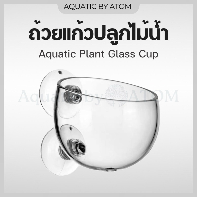 (พร้อมส่ง) ถ้วยแก้วปลูกไม้น้ำ ถ้วยแก้วเลี้ยงไม้น้ำ