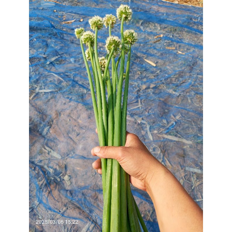 👉 หอมทานดอก(ต้นพันธุ์)🌻 หอมแบ่ง🌿 ต้นใหญ่ ไม่ลงหัว(แบ่งปลูกได้ทั้งปี) ส่งเป็นต้นสดพร้อมปลูก ทานได้ทั้งดอก+ใบ - รูปที่ 2