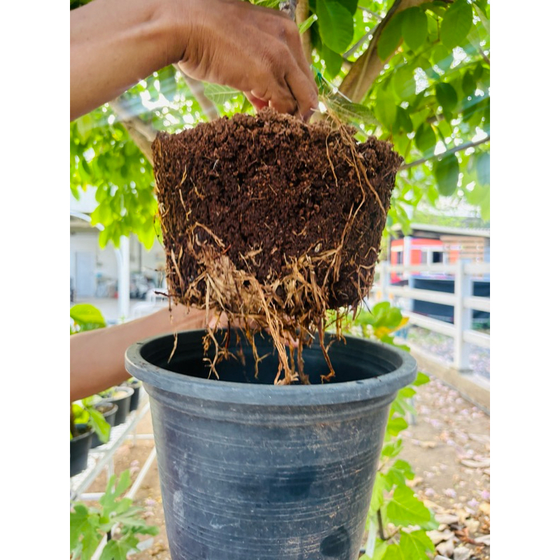 มะเดื่อฝรั่ง Fig พันธุ์ LDA  Longue d’ Aout  รากเต็ม