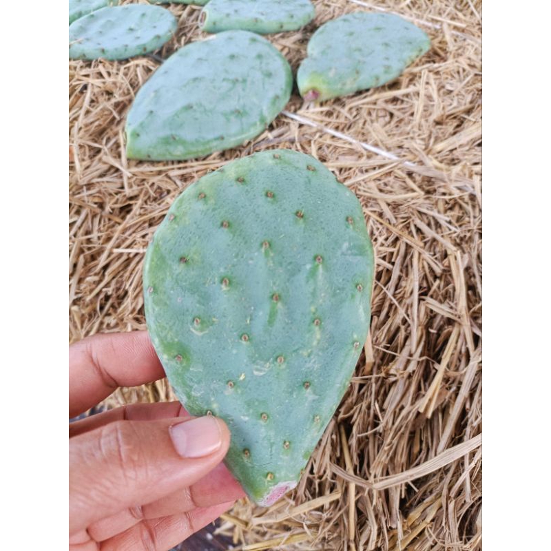 Opuntia Robusta Spineless โอพันเทีย โรบัสต้า สไปน์เลส กระบองเพชรทานผลทานใบ