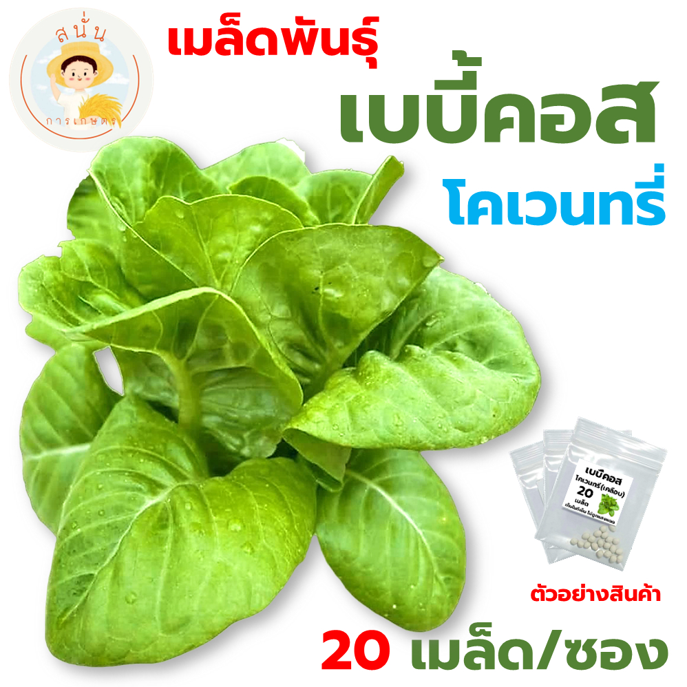 เมล็ดพันธุ์ เบบี้คอส โคเวนทรี่ (Baby Cos Coventry) เมล็ดเคลือบ นำเข้าตรงสายพันธุ์ (1 ซอง 20 เมล็ด) – โปรปัง