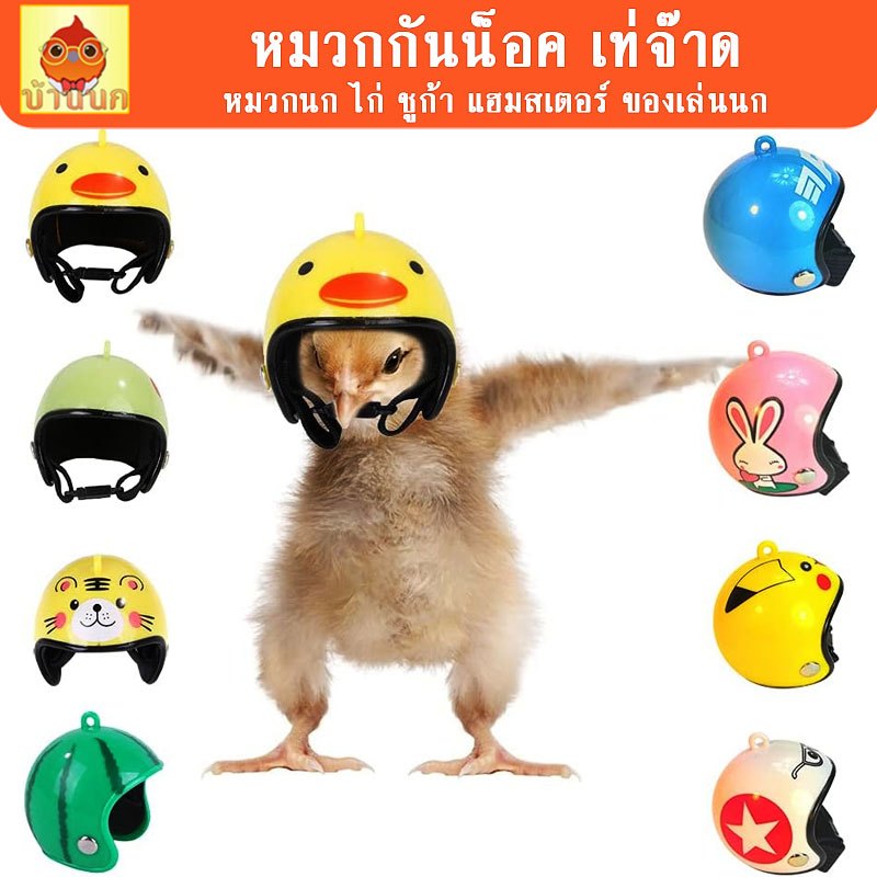 หมวกกันน็อค นก ไก่ ชูก้า แฮมสเตอร์ ชุดนก ของเล่นนก หมวกนก