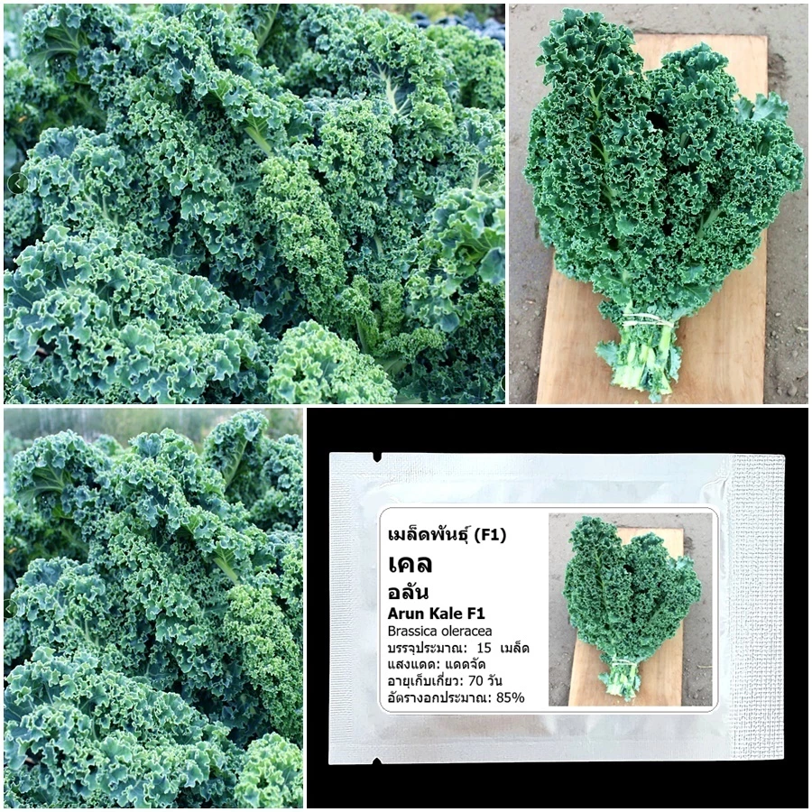 เมล็ดพันธุ์เคล อลัน Arun Kale F1 Seed บรรจุ 15 เมล็ด คุณภาพดี ของแท้ 100%