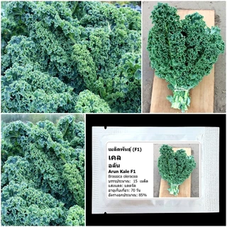 เมล็ดพันธุ์เคล อลัน Arun Kale F1 Seed บรรจุ 15 เมล็ด คุณภาพดี ของแท้ 100%