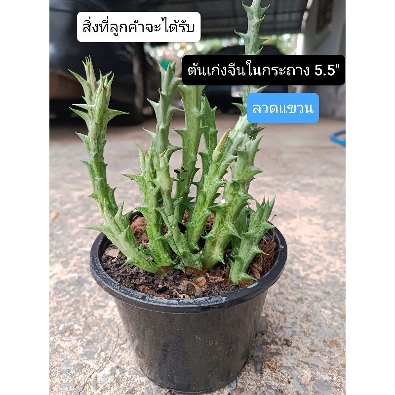 ต้นเก๋งจีนในกระถาง5.5"+ลวดแขวน