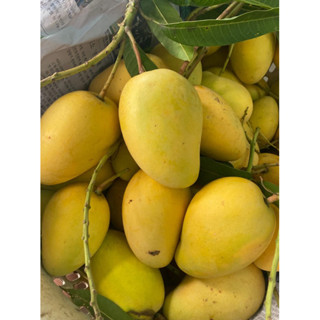 มะม่วงขายตึกบางคล้า เก็บสดใหม่ทุกวัน(สินค้าขายชั่งตามน้ำหนัก…