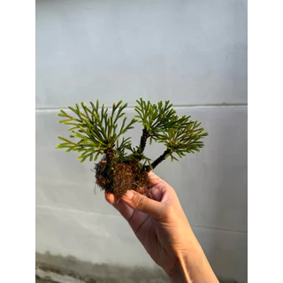 ดอกหินเวียดนาม จัดตู้ระบบชื้น ระบบปิด Terrarium Selaginella tamariscina