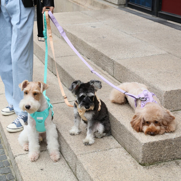 LEASH (เฉพาะสาย) สายจูงสัตว์เลี้ยง สายจูงสุนัน สายจูงสำหรับหมา สายจูงแมว แข็งแรงทนทาน ปลอดภัย