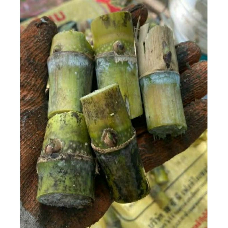 อ้อยคั้นน้ำสุพรรณบุรี 50 (ชุดทดลองปลูก 20ข้อตา) ตัดสดใหม่ทุกออเดอร์