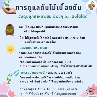 ต้นปิโกเนียมังกรแดง จัดส่ง 2 ต้นขึ้นไป คละแบบได้