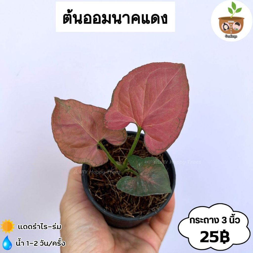 ต้นออมนาคแดง จัดส่ง 2 ต้นขึ้นไป คละกับต้นอื่่นได้
