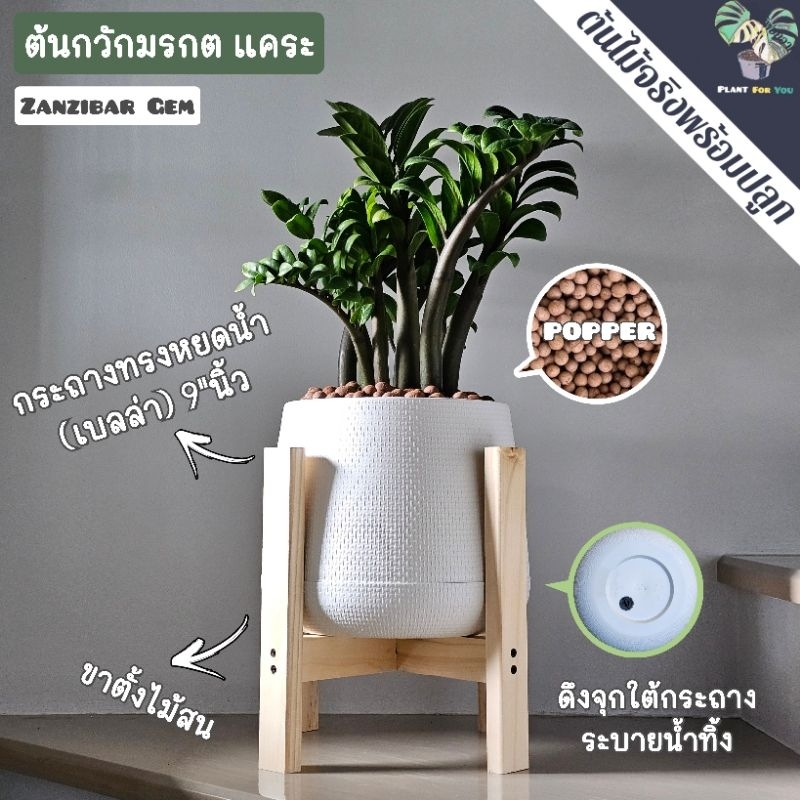 ต้นกวักมรกต แคระ (ZZ PLANT) ต้นไม้ฟอกอากาศ พร้อมกระถาง ครบชุดพร้อมปลูก