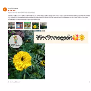 เมล็ดพันธุ์ดาวเรืองสีเหลือง ⭐️300 เมล็ด เมล็ดพันธุ์แท้ อัตราการงอกสูง 🌱