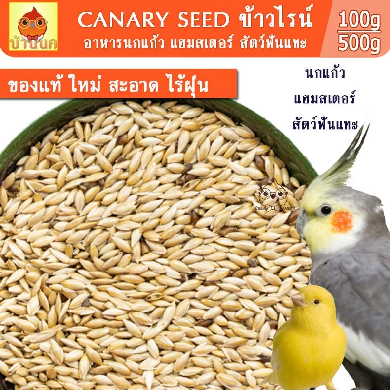 ข้าวไรน์ 100g / 250g / 500g อาหารนกแก้ว อาหารนก แฮมสเตอร์ สัตว์ฟันแทะ ธัญพืช ธัญพืชนก ข้าวไรย์ ข้าวไร