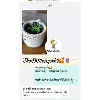 เมล็ดพันธุ์ ฟอร์เก็ตมีน็อตสีฟ้า ( Forget me not Blue ) บรรจุ 100เมล็ด สายพันธุ์แท้นำเข้าจากต่างประเทศ