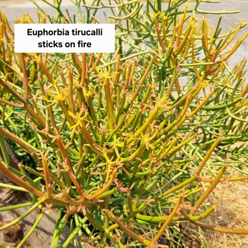 พญาไร้ใบญี่ปุ่น euphorbia tirucalli sticks on fire