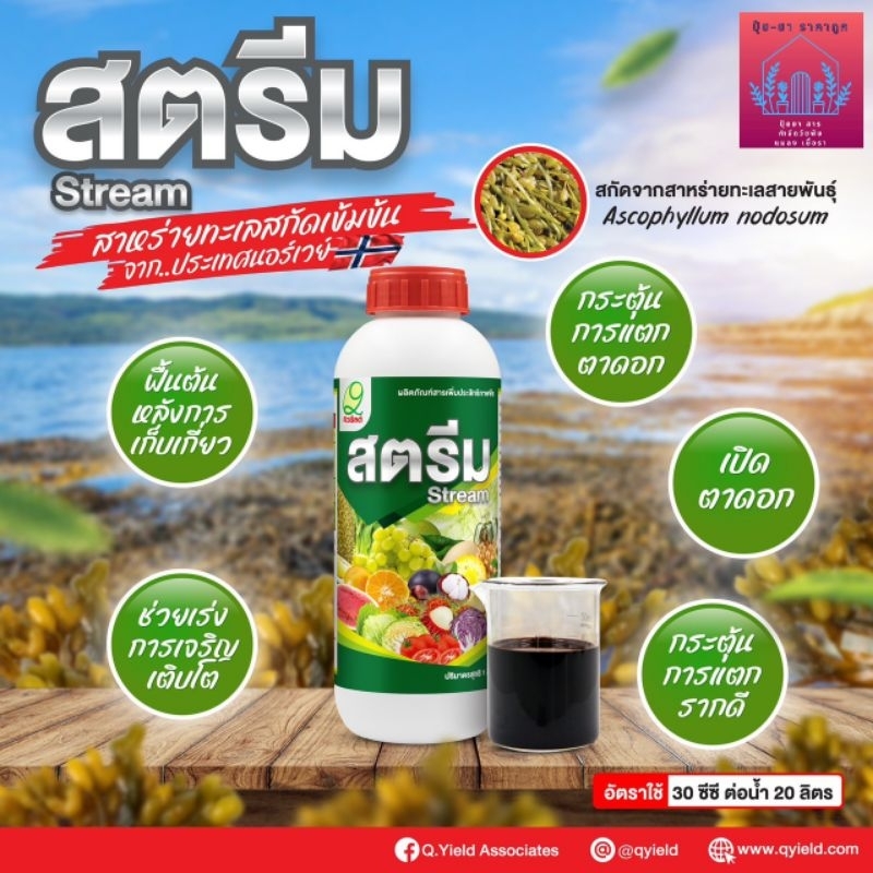 สตีม    สาหร่ายทะเลสกัดเข้มข้น เปิดตาดอก เพิ่มความสมบูรณ์ให้กับพืช  จาก บ.คิวยีลด์ (สารน้ำสีดำเข้ม)