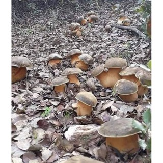 เชื้อเห็ดตับเต่าแบบผง ผลิตจากดอกแก่ จากสวนจร้า