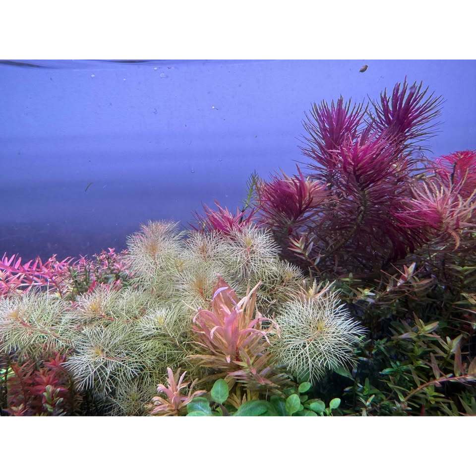 Myriophyllum Mattogrossense 'Golden' ขนนกทอง อร่าม - รูปที่ 2