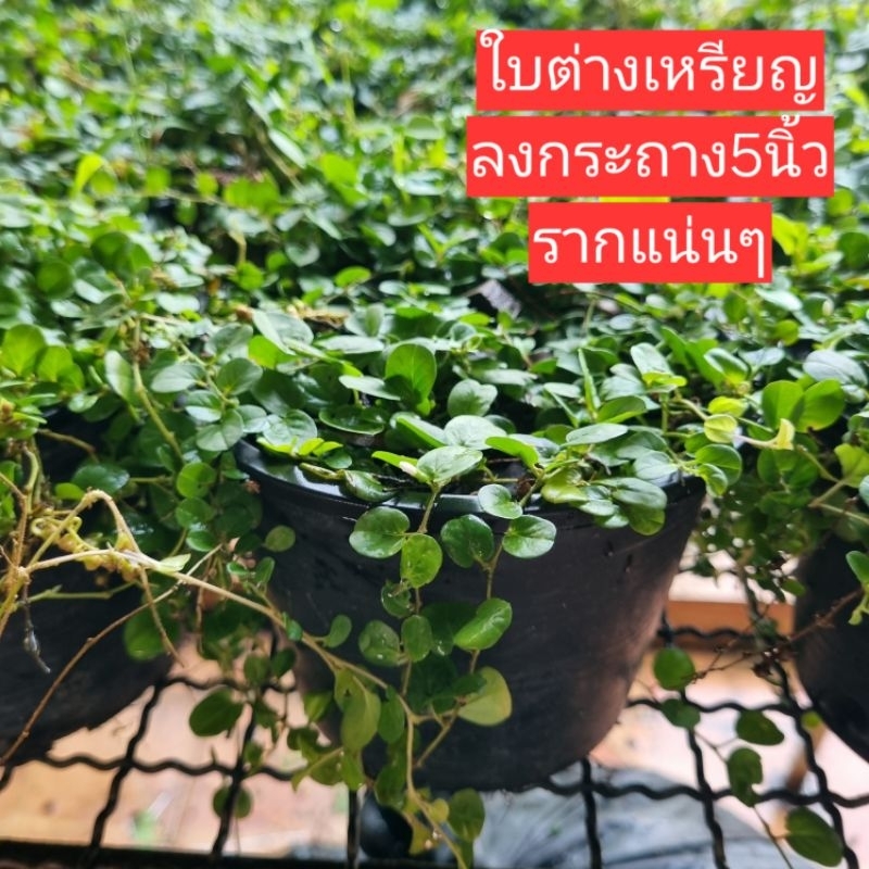 หญ้าใบต่างเหรียญ ลงกระถาง5.5นิ้วรากแน่นๆ  พืชคลุมดินตลอดกาล
