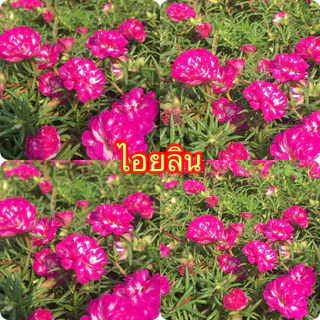 แพรเซี่ยงไฮ้ กล่องละ1 โลคละสีจ้า 10-20สีขึ้นจ้าตัดคละสี