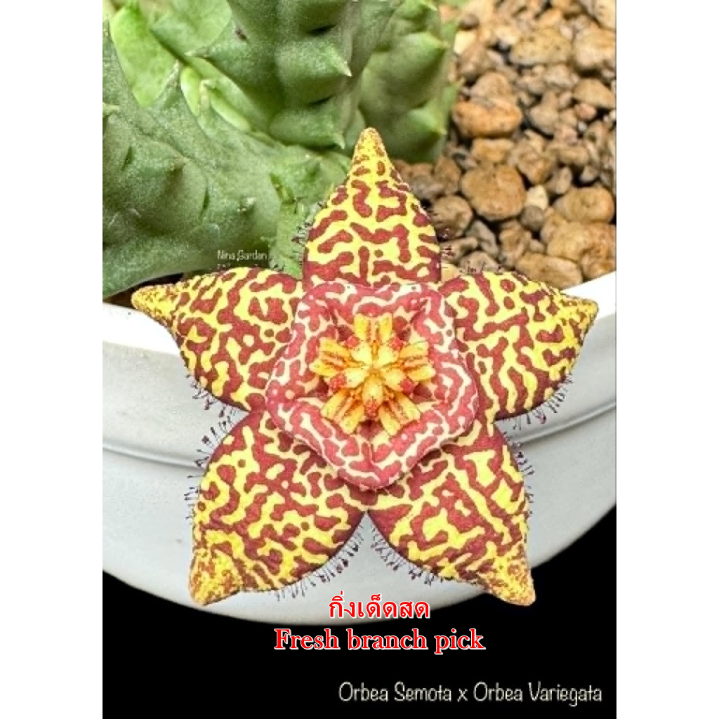 เก๋งจีน Orbea Semota x Orbea Variegata *กิ่งเด็ดสด* แคคตัส ไม้อวบน้ำ Cactus and Succulent