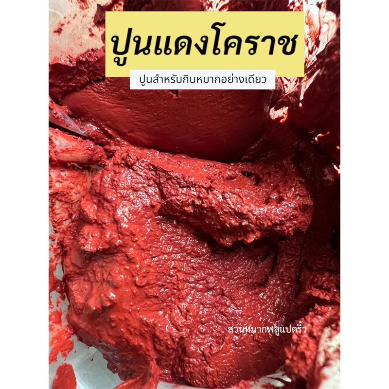 ปูนกินหมาก500กรัม ปูนขาว ปูนแดงโคราช ปูนแดง ปูนกินหมากราคาส่ง ปูนธรรมดากินหมากทำน้ำปูนใส ส่งไวทุกวัน