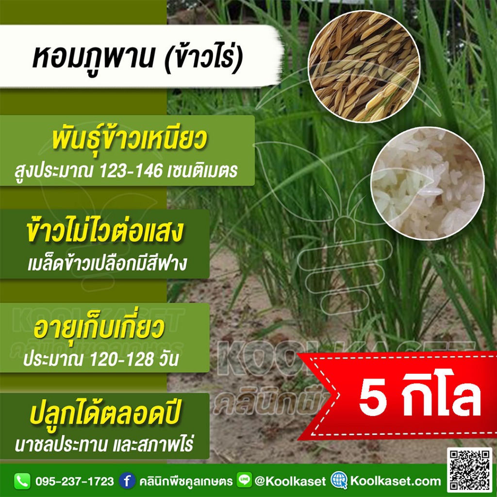 เมล็ดพันธุ์​ข้าว ข้าวเหนียว หอมภูพาน ข้าวไร่ นาปี นาปรัง ต้านทานโรค เหนียวนุ่ม ได้ทั้งในนาและไร่ 5 กก. คูลเกษตร KR91