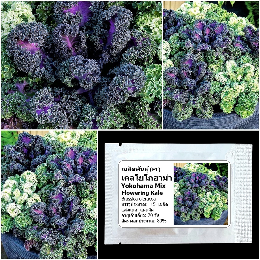 เมล็ดพันธุ์เคล โยโกฮาม่า Yokohama F1 Flowering Kale Seed 15 เมล็ด คุณภาพดี ของแท้ 100%