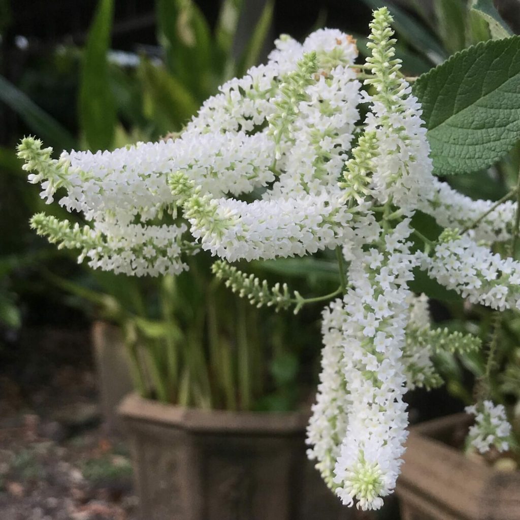 ราชาวดี ต้นราชาวดี ไม้ดอกสีขาวสะอาดตากลิ่นหอมฟุ้งชื่นใจ butterfly bush (Buddleja paniculata)