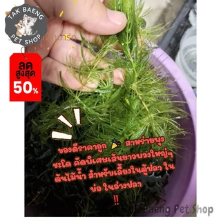 ส่งรวดเร็ว สาหร่ายพุงชะโด คัดพิเศษเส้นยาวพวงใหญ่ๆ ต้นไม้น้ำ สำหรับเลี้ยงในตู้ปลา ในอ่างปลา สาหร่าย จำหน่ายผ่าน shopee