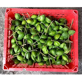 ลูกต้นหูกวางสด สำหรับนกแก้วและกระรอก*เคลมได้ถ้าเน่าเสียระหว่…