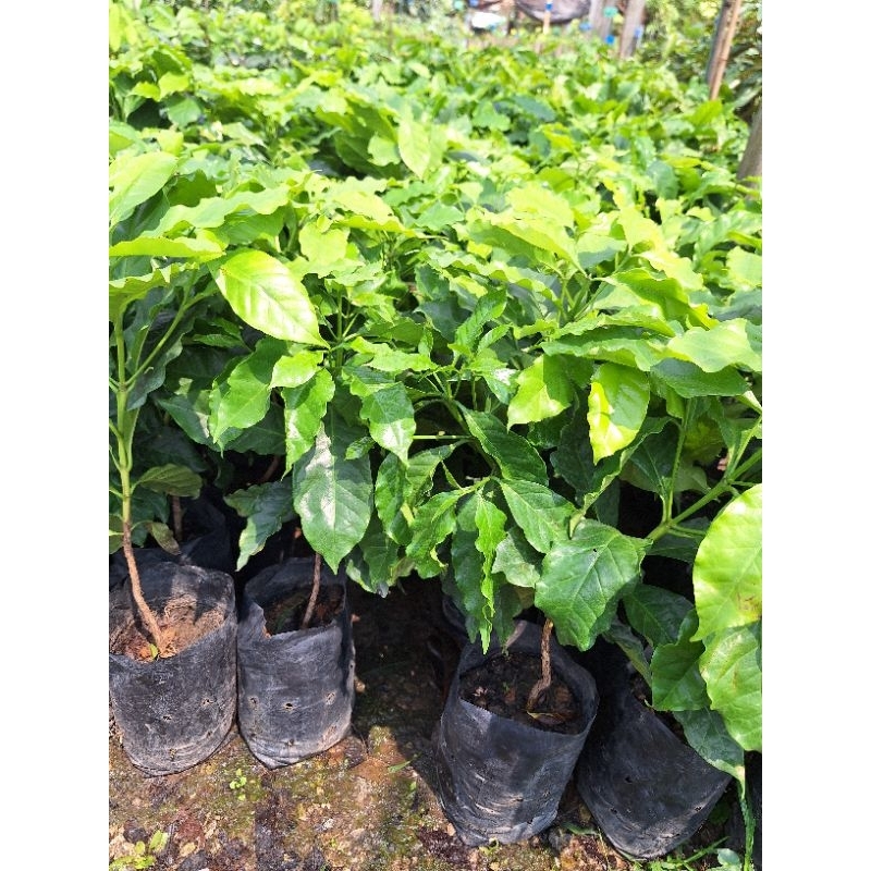 ต้นกาแฟอาราบิก้า ต้นเตี้ยปลูกง่ายติดผลดกมาก - รูปที่ 3