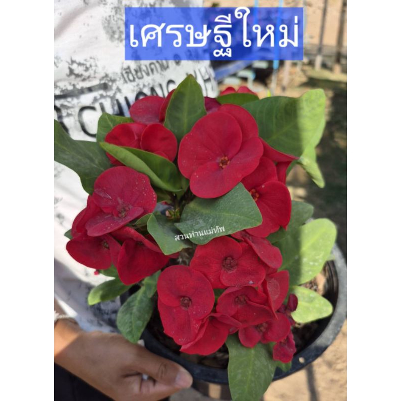 โป๊ยเซียน "เศรษฐีใหม่" ชำกิ่งในกระถาง 2 นิ้วมีรากแล้วพร้อมย้ายกระถางได้เลย