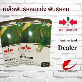 ผักซองศรแดงต้นหอมพันธุ์หอม OP