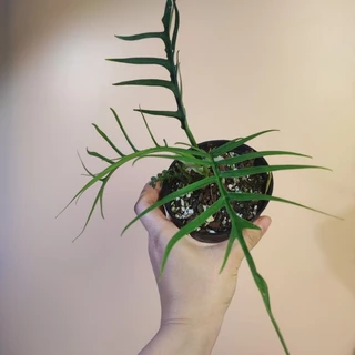 Philodendron Tortum ฟิโลทอร์ทั่ม รากเดินแข็งแรง