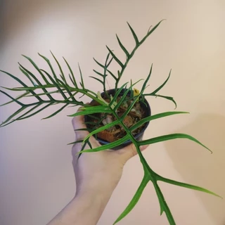 Philodendron Tortum ฟิโลทอร์ทั่ม รากเดินแข็งแรง