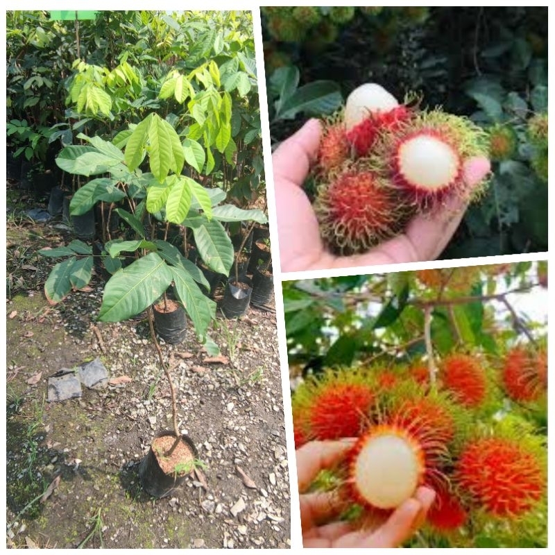 ต้นเงาะ เงาะโรงเรียน (Rambutan) สูง 70-90 ซม.